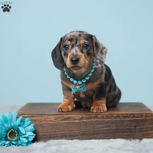 Charlie, Dachshund Puppy